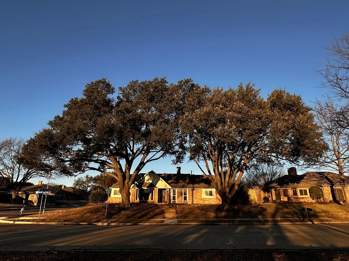 Established residential canopy tree shading a home in Falling Waters